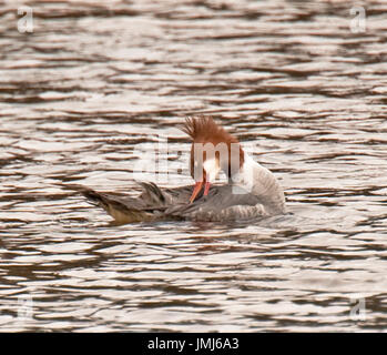 Harle bièvre Mergus merganser ; Banque D'Images