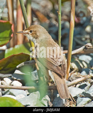 Acroscephalus scipaceus ; Wabler Reed Banque D'Images