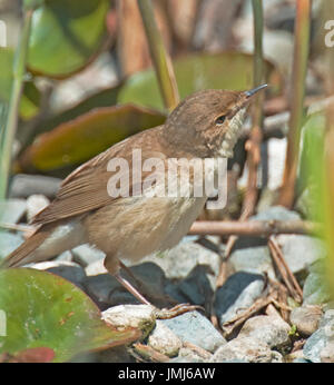 Acrocephalus scipaceus ; Wabler Reed Banque D'Images