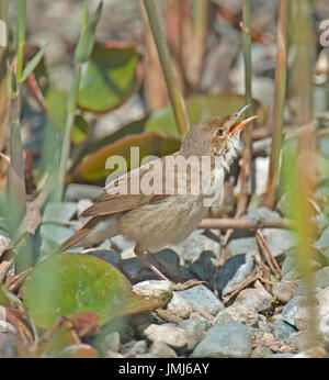 WarblerAcrocephalus scripaceus Reed Banque D'Images