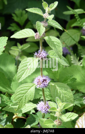 Hampes de maïs menthe (Mentha arvensis) poussant dans un champ humide marge. Bedgebury Forêt, Kent, UK. Banque D'Images