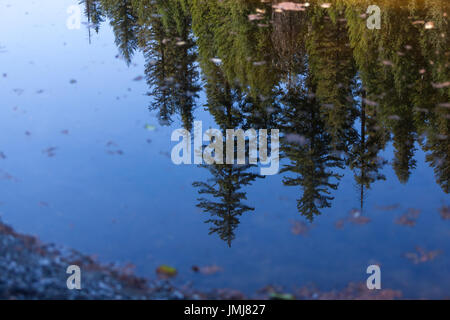 Un calme piscine de l'eau reflétant un ciel bleu avec de grands arbres verts d'une forêt, dans l'accent. Banque D'Images