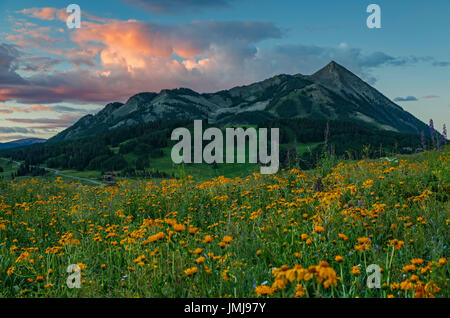 Fleurs sauvages et Mount Crested Butte (12 162 pi), Gunnison National Forest, près de Crested Butte, Colorado USA Banque D'Images