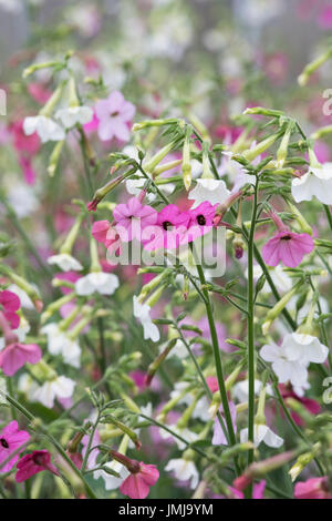 Nicotiana alata 'Whisper Mix'. Plante de tabac des fleurs Banque D'Images