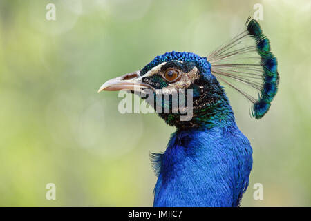 Paons indiens (hommes) - Pavo cristatus Banque D'Images