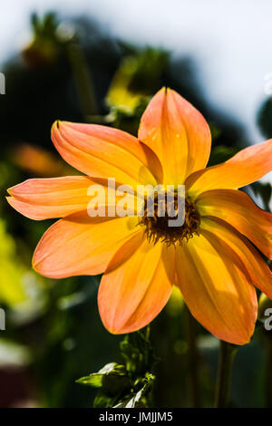 La literie est de couleur blanc dahlias et des abeilles Banque D'Images