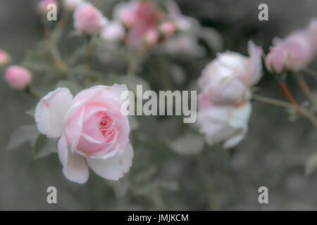 Old English roses, style retro.tonique avec filtre pastel couleur et le bruit doux de l'effet de l'appareil photo ancien. Soft focus et flou Banque D'Images