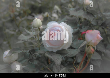 Roses Anciennes, style rétro avec des tons pastel.couleur filtre le bruit doux et d'obtenir l'effet de l'appareil photo ancien. Soft focus et flou Banque D'Images