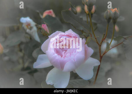 Roses Anciennes, style rétro avec des tons pastel.couleur filtre le bruit doux et d'obtenir l'effet de l'appareil photo ancien. Soft focus et flou Banque D'Images