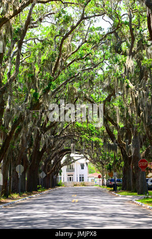 Magnolia Avenue Live Oak Canopy Anastasia Park dans la ville historique de Saint Augustine en Floride la plus ancienne ville d'Amérique latine Banque D'Images