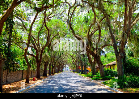 Magnolia Avenue Live Oak Canopy Anastasia Park dans la ville historique de Saint Augustine en Floride la plus ancienne ville d'Amérique latine Banque D'Images