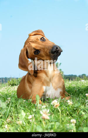 Jeune Rhodesian Ridgeback allongé sur un pré Banque D'Images