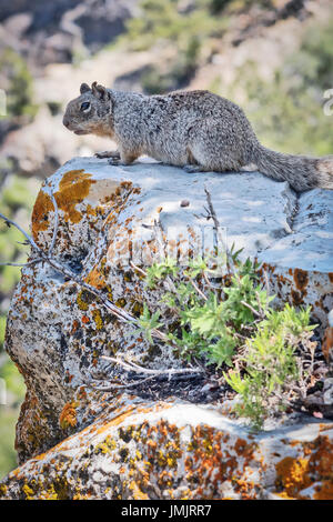 L'écureuil roux (Sciurus aberti Abert), Rive Sud, Grand Canyon. Le Parc National du Grand Canyon, Arizona, USA Banque D'Images