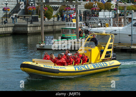 L'observation des baleines en zodiac dans le port de Victoria, île de Vancouver, Colombie-Britannique, Canada Banque D'Images