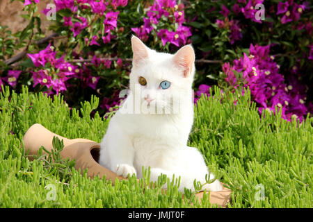 Chat domestique, blanc, odd-eyed, couché dans un pot dans le jardin Banque D'Images