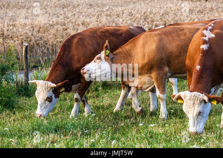Les vaches de pâturage en pâturage, République Tchèque Banque D'Images