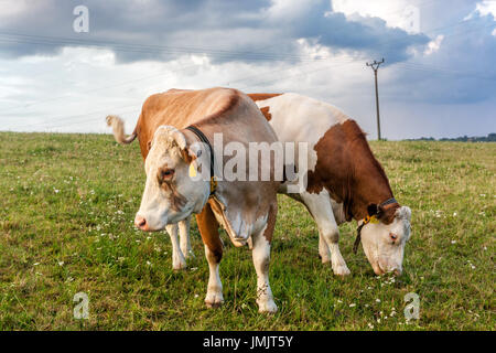 Les vaches de pâturage en pâturage, République Tchèque Banque D'Images