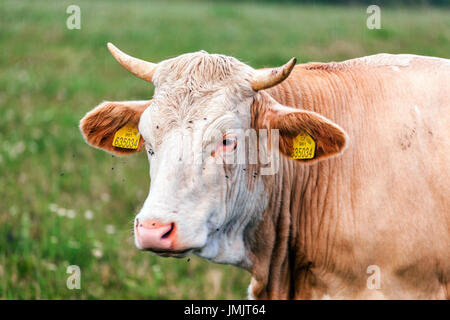 Vache paître sur les pâturages, République Tchèque Banque D'Images