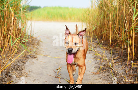 Marcher au milieu d'un reed red bull-terrier américain de mine, un jour d'été Banque D'Images