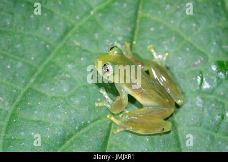 Verre émeraude, Espadarana prosoblepon "grenouille"-Costa Rica Banque D'Images