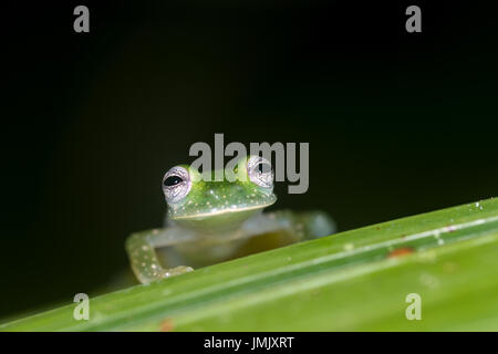 Grenouille de verre émeraude, Espadarana prosoblepon « » Greentique Refuge-Manuel-faune Antonio, Costa Rica Banque D'Images