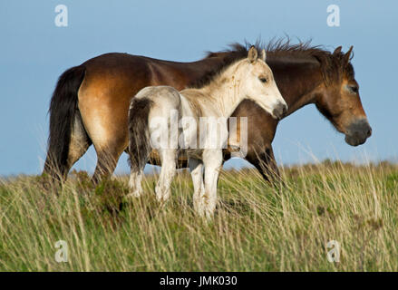 Jument poney Exmoor brun avec blanc inhabituel poulain contre ciel bleu sur English moor Banque D'Images