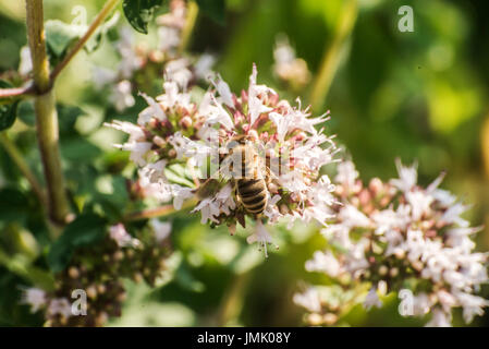 Près d'une abeille de l'extraction sous forme de nectar sur les fleurs d'une plante de l'origan dans un jardin biologique Banque D'Images