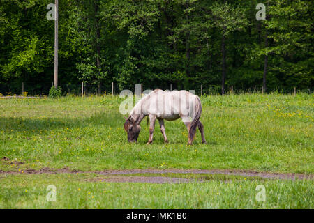 Tarpan aussi connu sous le nom de cheval sauvage eurasien ou simplement cheval sauvage Banque D'Images