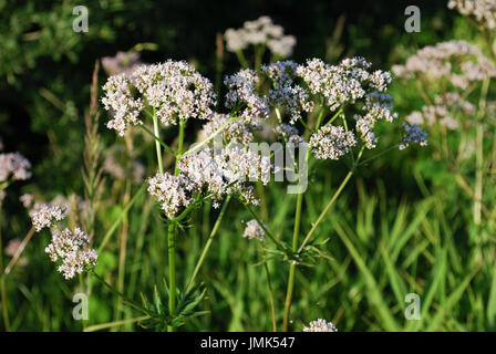 Fleurs blanches de l'anis (Pimpinella anisum), également appelé l'anis, est une plante de la famille des Apiaceae. Banque D'Images
