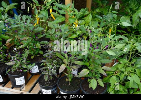 Plantes de piment à la vente à la Gower Festival Glamorgan Wales Cymru Chili UK GO Banque D'Images