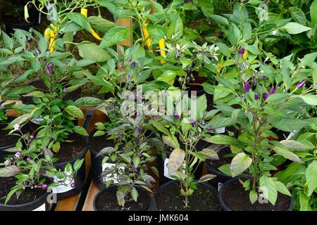 Plantes de piment à la vente à la Gower Festival Glamorgan Wales Cymru Chili UK GO Banque D'Images