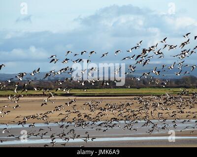 Troupeau d'oies en vol, moricambe bay, Cumbria, Royaume-Uni Banque D'Images