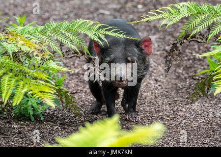 Diable de Tasmanie (Sarcophilus harrisii), le plus grand marsupial carnivore originaire de l'Australie Banque D'Images