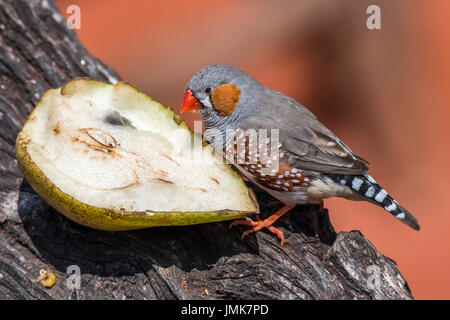 Diamant mandarin (Taeniopygia guttata / Poephila guttata) originaire de l'Australie en mangeant des fruits à bird feeder Banque D'Images