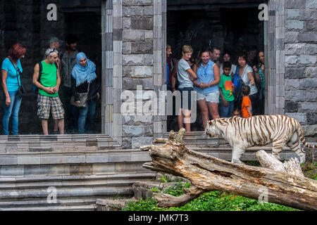 Les visiteurs à la captive au tigre blanc blanchi / tiger (Panthera tigris) derrière la vitre au zoo Banque D'Images