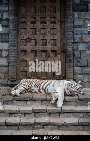 Tigre blanc blanchi / tiger (Panthera tigris) Variante de la pigmentation du tigre du Bengale, originaire de l'Inde au temple de couchage Banque D'Images