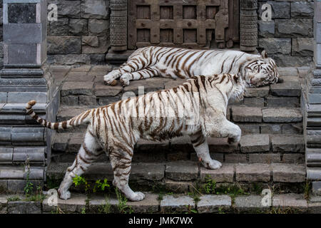 Deux tigres blancs / tiger blanchie (Panthera tigris), originaire de l'Inde, réunion au temple Banque D'Images