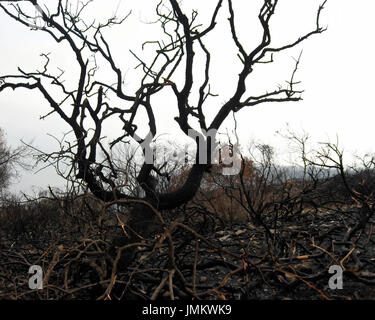 L'holocauste et l'arbre tordu se dresse sur une colline et fumée noircie. Banque D'Images