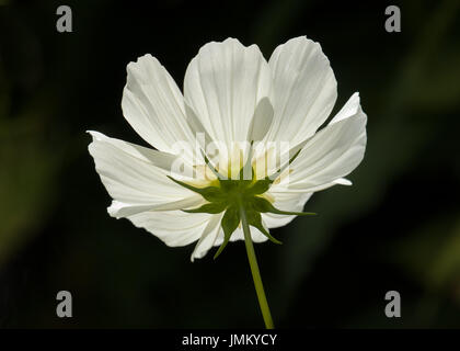 Dessous de fleurs cosmos blanc, rétroéclairé par sun. Banque D'Images