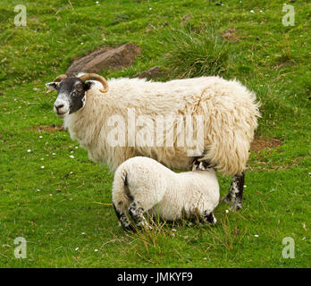 Moutons Swaledale, héritage britannique Race, avec les jeunes de la mère d'agneau Banque D'Images