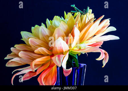 Une mante religieuse repose sur une couleur pêche et jaune dahlia dans un vase bleu. Banque D'Images