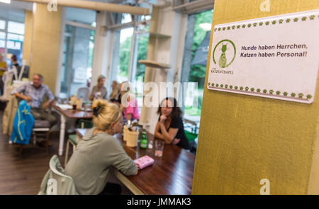 Hambourg, Allemagne. 27 juillet, 2017. Une vue de la première Cat Café de Hambourg, Allemagne, 27 juillet 2017. Après Nuremberg et Munich, la ville de Hambourg peuvent maintenant aussi les chats câlins à leur guise. Photo : Christina Sabrowsky/dpa/Alamy Live News Banque D'Images