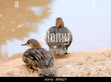 Une paire de femmes le harle couronné (Lophodytes cucullatus) est une espèce de canard. Banque D'Images