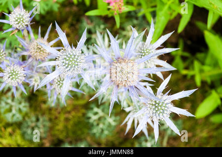 Eryngium bourgatii, Picos Blue Banque D'Images