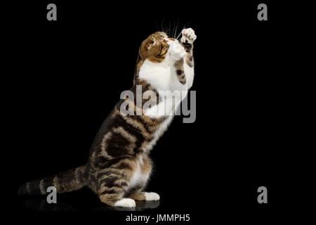 Scottish Fold chat sur fond noir Banque D'Images