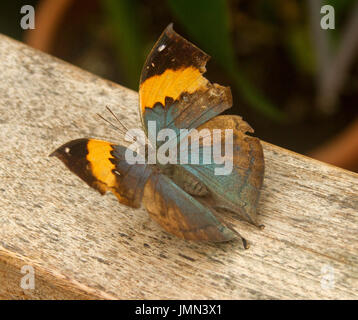 Bleu et orange Malayan Indian / leafwing, papillon Kallima paralekta Banque D'Images