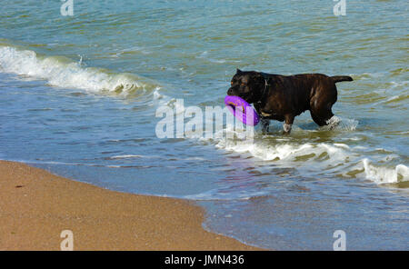 Rottweiler chien dans l'eau sur la plage à jouer avec un jouet dans la forme d'un anneau Banque D'Images