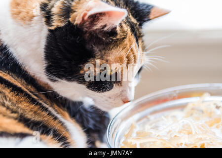 Gros plan macro de chat calico inhalait la mousse d'algues dans un bol alimentaire Banque D'Images