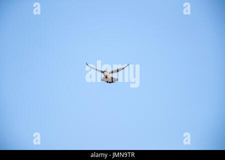 Mâle adulte Crécerelle planant Banque D'Images