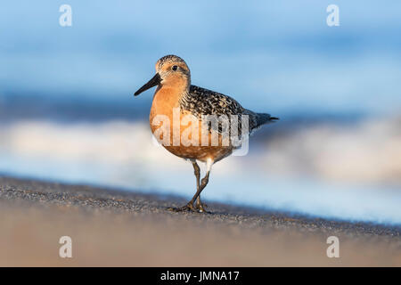 Disparition des profils Bécasseau en plumage nuptial complet marchant le long de la plage à Cape May, New Jersey Banque D'Images